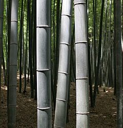 Kawayan – Bamboos in Philippines