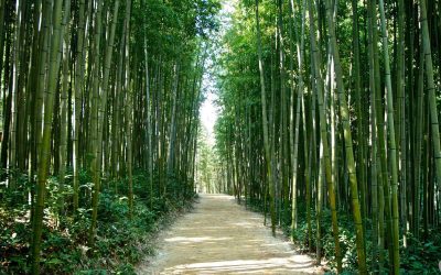 The Economic Value of Bamboo