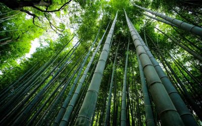 Bamboo Benefits