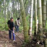 bamboo-forestry