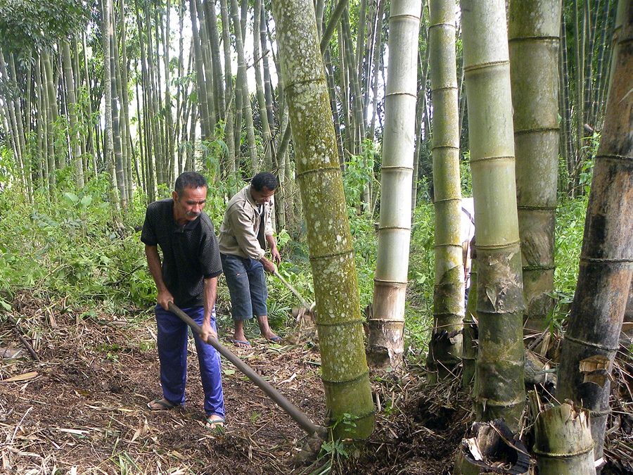 bamboo-forestry