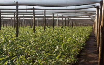 Bamboo: Malawi’s Unexpected Tool for Climate Change Resilience