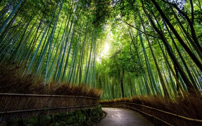 3 Advantages of Building with Bamboo