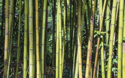 Developing a sustainable bamboo industry