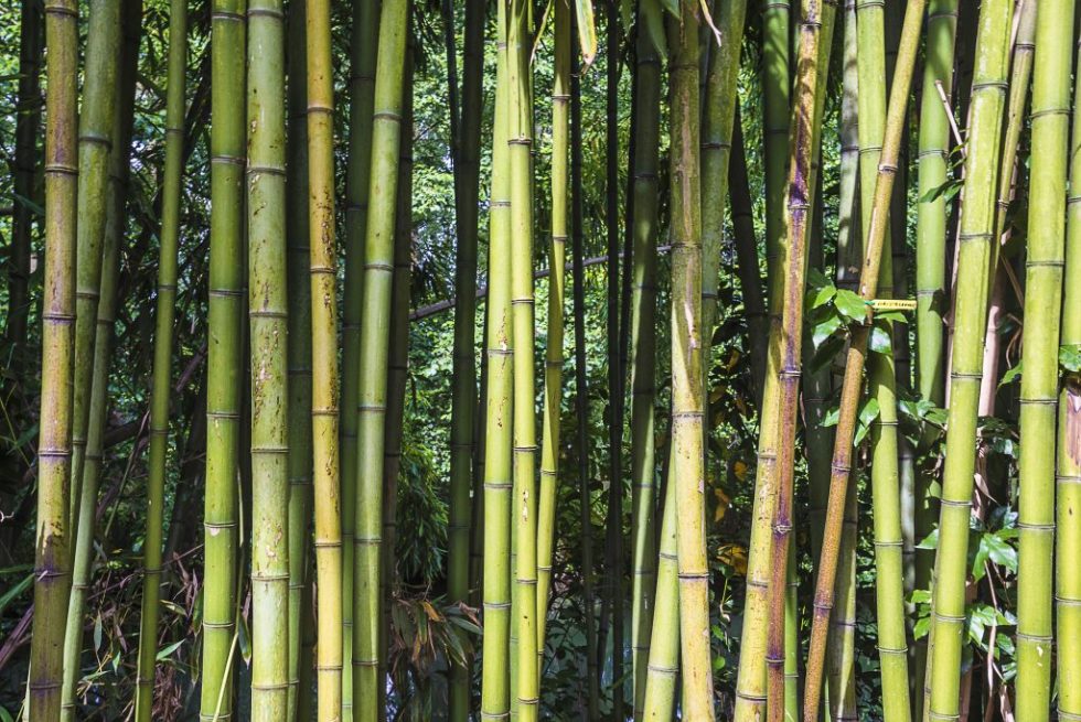 Developing a sustainable bamboo industry - Bamboo Bootcamp