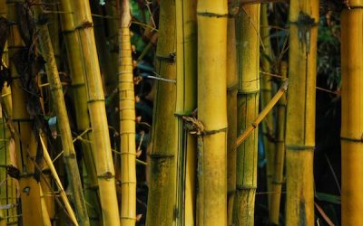 Bamboo is becoming an increasingly popular “green” material