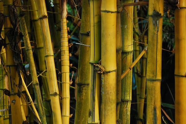 Bamboo is becoming an increasingly popular “green” material
