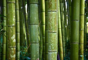 Could bamboo be the bio-energy of the future?