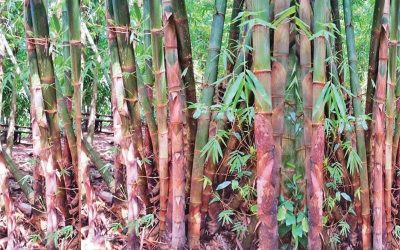 Bamboo: Philippines’ Next Alternative to Lumber