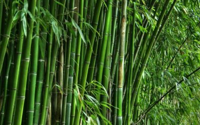 Bamboo