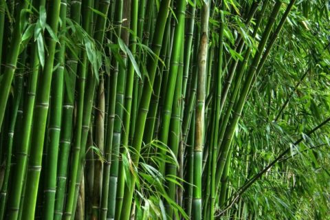 Bamboo - Bamboo Bootcamp