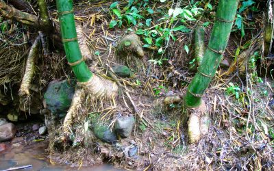 Growing Bamboo for Money and Healthy Environment