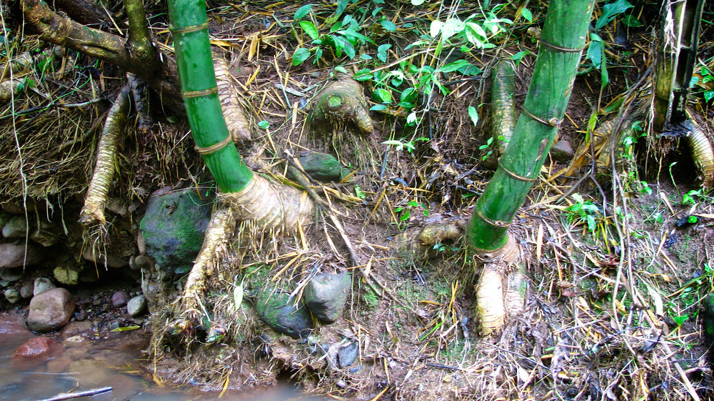 Bamboo Farming