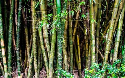 Benefits of Giant Bamboo