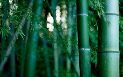 Top Modern Uses of Bamboo