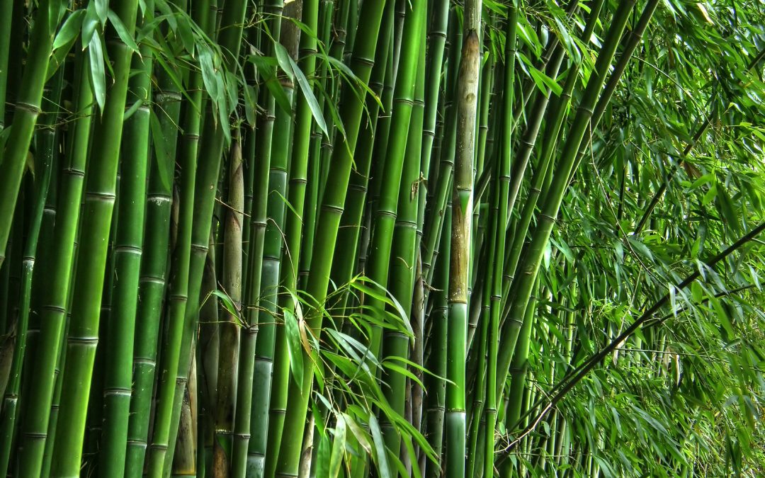 THE ECONOMIC VALUE OF BAMBOO