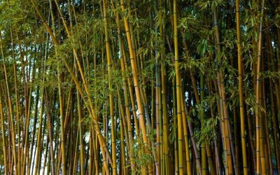 Is Bamboo Really Sustainable?