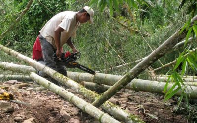 When and How to Harvest Bamboo?