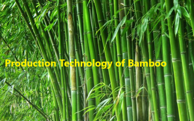 Production Technology of Bamboo