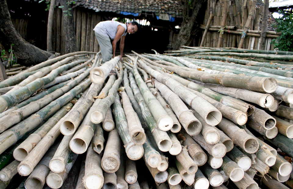 bamboo plants