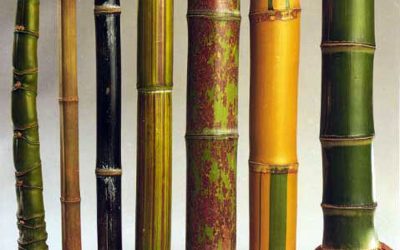 Amazing Facts about Bamboo