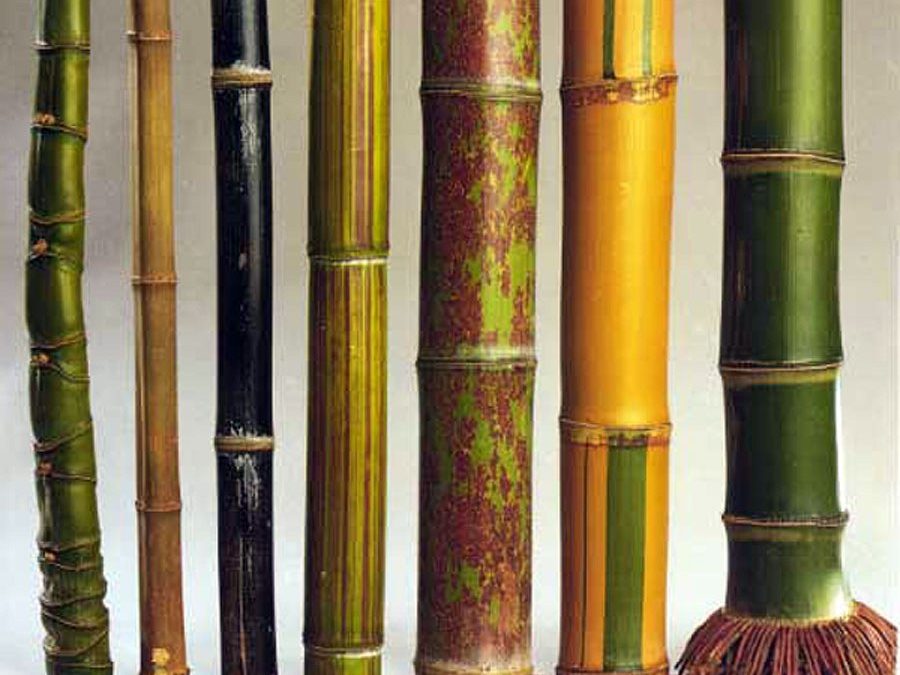 Amazing Facts about Bamboo