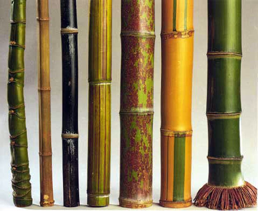 Amazing Facts about Bamboo Bamboo Bootcamp