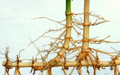 Bamboo Anatomy And Growth Habits