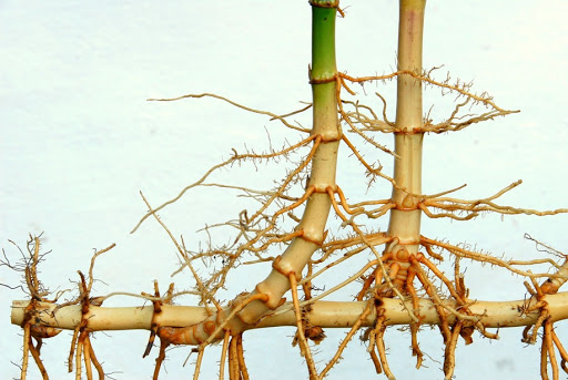Bamboo Anatomy And Growth Habits
