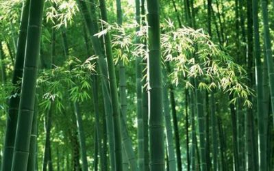 THE SYMBOLISM OF BAMBOO