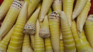 How to Plant and Grow Bamboo Shoots