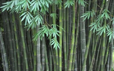 Planting and growing bamboo