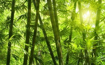 How Bamboo Can Help In Climate Change Mitigation?