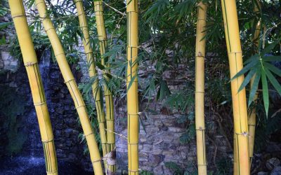 Bamboo Plant Food – What’s the best fertilizer?