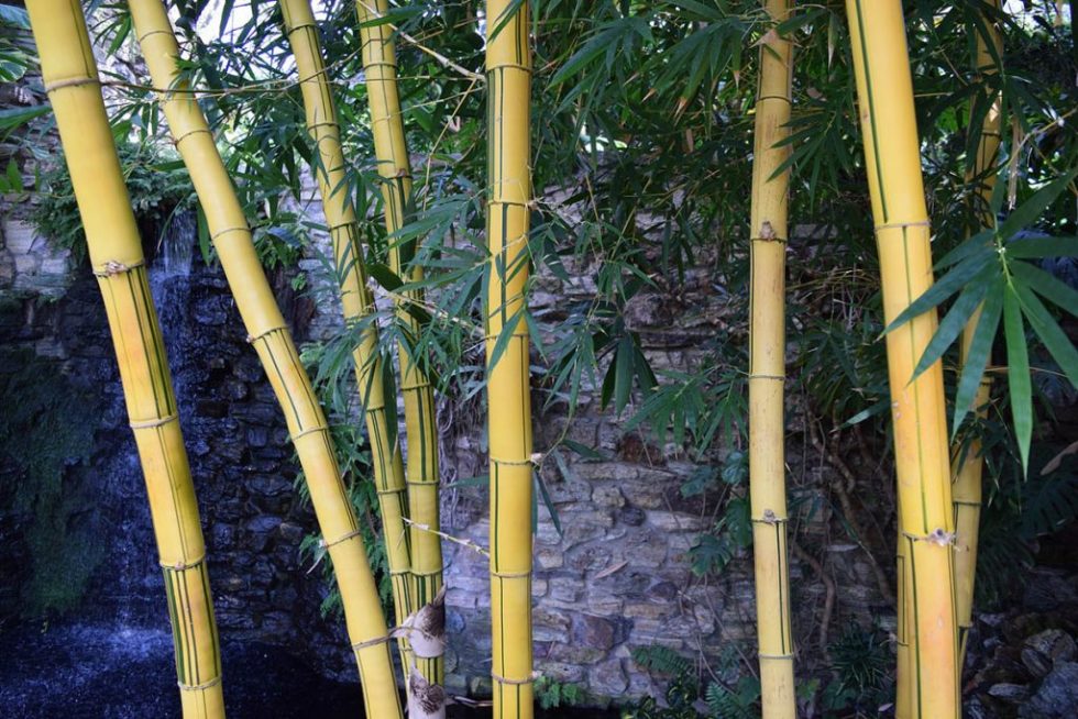 Best Plant Food for Bamboo: Nurturing Your Verdant Oasis