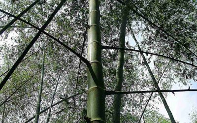 The Best Varieties of Bamboo for Building and Construction