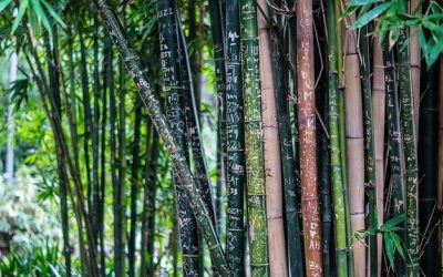 17 Bamboo Landscaping Ideas for 2020