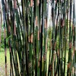 Bamboo Industry