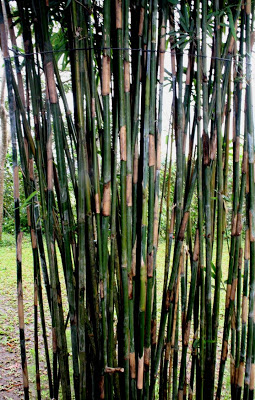 Bamboo Industry