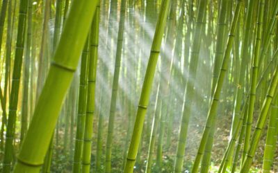 Bamboo for our environment