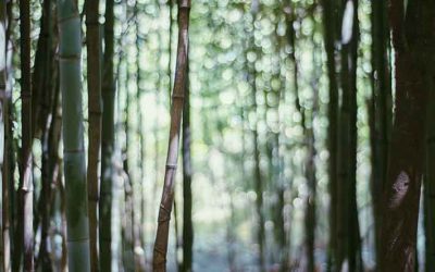 Bamboo Versus Plastic… Is Bamboo Really More Eco-Friendly?