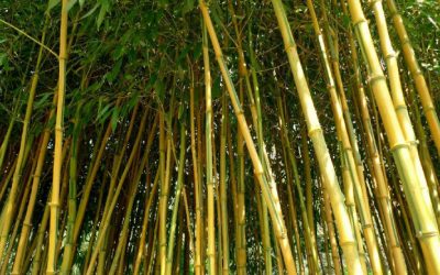 Why Use Bamboo?