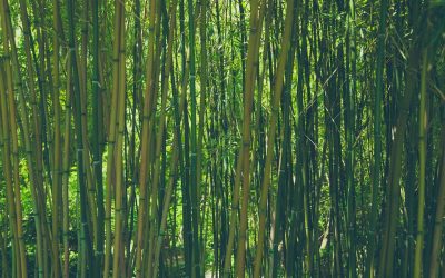 Bamboo: Sustainable growth for a sustainable future