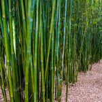 Clumping Bamboo