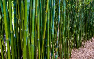 COOL NEW 2021 !! DIY Guide On How To Plant Clumping Bamboo