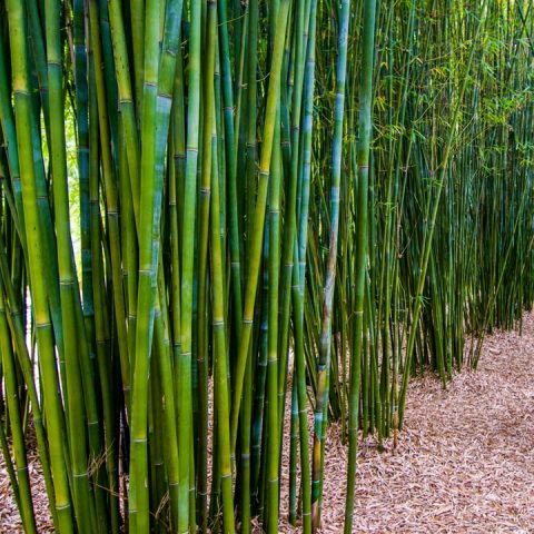 COOL NEW 2021 !! DIY Guide On How To Plant Clumping Bamboo - Bamboo ...