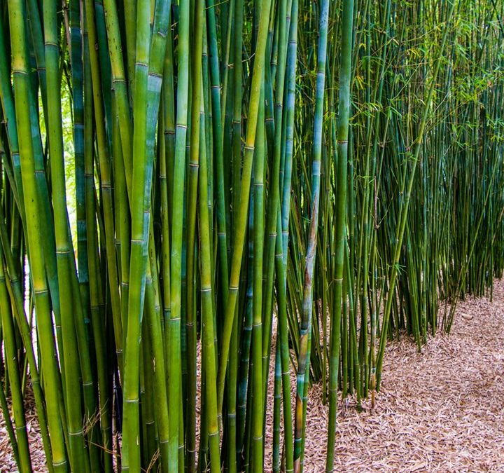 Clumping Bamboo