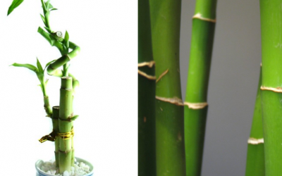 What is the difference between bamboo and lucky bamboo ?