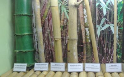 A few uses for bamboo and its importance in the Philippines