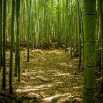 bamboo-soil